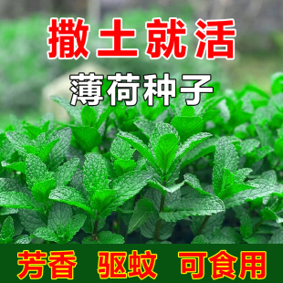 Edible Mint Seeds Spearmint Lemon Seedlings Catnip Four-Season Sowing Indoor Balcony Potted Mosquito Repellent Plants