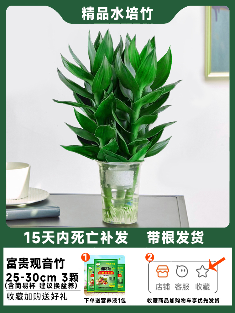 뿌리가 있는 관음대나무(간단한 컵) 3그루와 무료 영양액