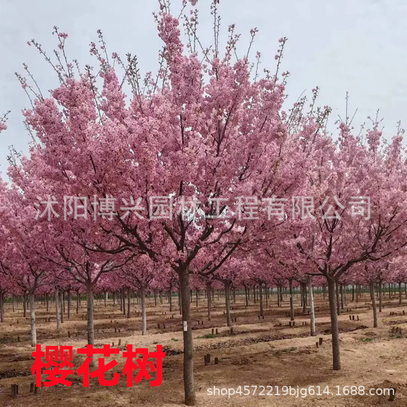 早晚樱花树吉野樱花苗园林绿化工程种植庭院地栽日本樱花树苗