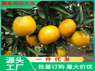 Dropshipping Grafted Orange Seedlings Shatang Orange Saplings Seedless Tangerines Planted in the North and South Courtyard Potted Ground Planting