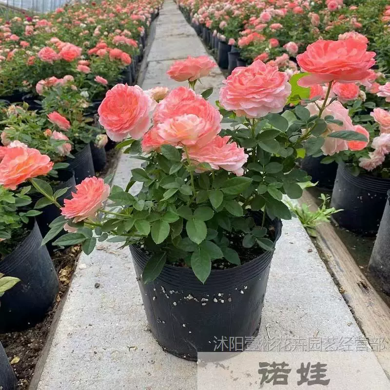 Роза очень большого цвета, ароматный сок, балкон, двор, цветочное растение, роза в горшке, четырехсезонные розы, рассада с бутонами