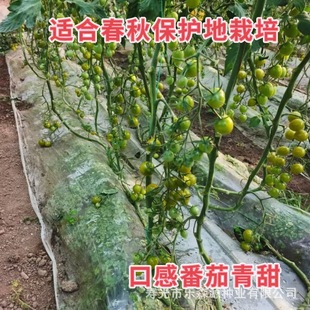 ����ڸ�С�������SɫС���ѷN���}Ů���������t�������ļ�����