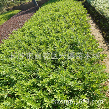 批发毛鹃 湖南春鹃毛球 杜鹃杯苗规格齐全 特色工程绿化苗木