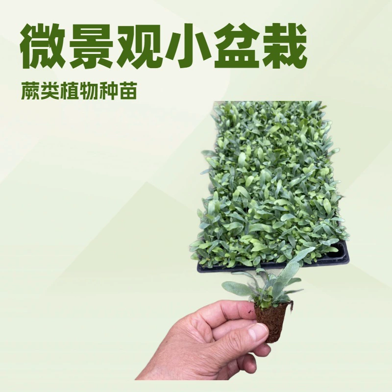 Новый и уникальный синий звёздчатый водный папоротник, миниатюрный микроландшафт в маленьком горшке, зелёная стена, быстрая доставка, круглый год зелёный.