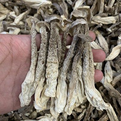 Antler wholesale dried food Super fresh mushrooms Cooking Soup Ingredients Furuta specialty Mushroom