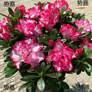 �������l؛�ļ����N�����Ԏ������҃��̨�_���������������B