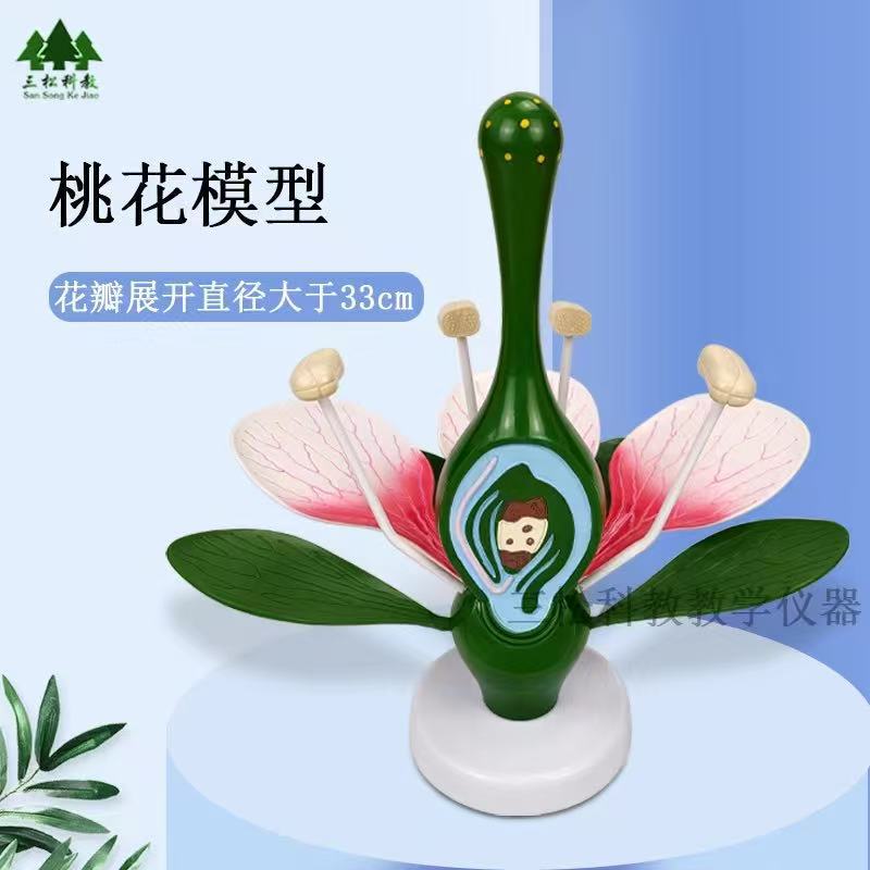 Large Peach Blossom Model Diameter 330mm Typical Twin Leaf Peach Blossom Model Flower Structure Anatomy Teaching Model