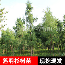 ����ˮɼ�����ļ���������ɼ��߅ͥԺ��·�r���o��ռ�ش���ɼ����