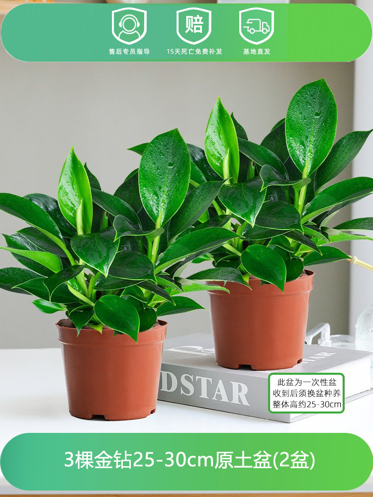 [화분 2개 특별 제공] 골든 다이아몬드 3개 25-30CM 오리지널 흙 화분 + 영양액