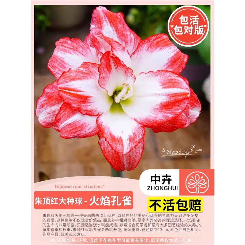Amaryllis bulb - flame peacock (large)