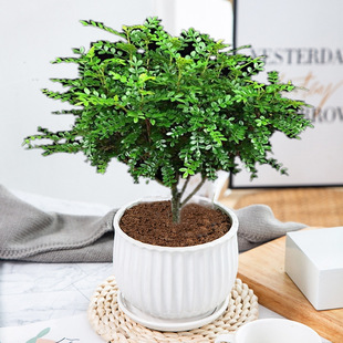 ����ľ���ں���ľ���ԾGֲ���ֲ������Ϙ������҃ȷ��òݾ�����