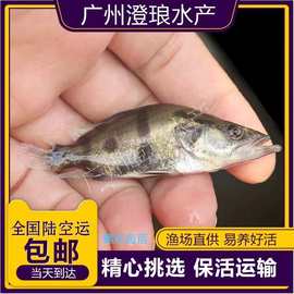 鳜花鱼苗饲料鳜鱼苗桂花鱼苗淡水养殖食用翘嘴鳜大眼鳜斑鳜鱼肉食