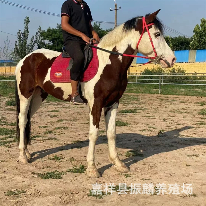 Монгольские лошади на продажу, домашнее разведение лошадей, сколько стоит обычная лошадь, подходят ли для туристических объектов