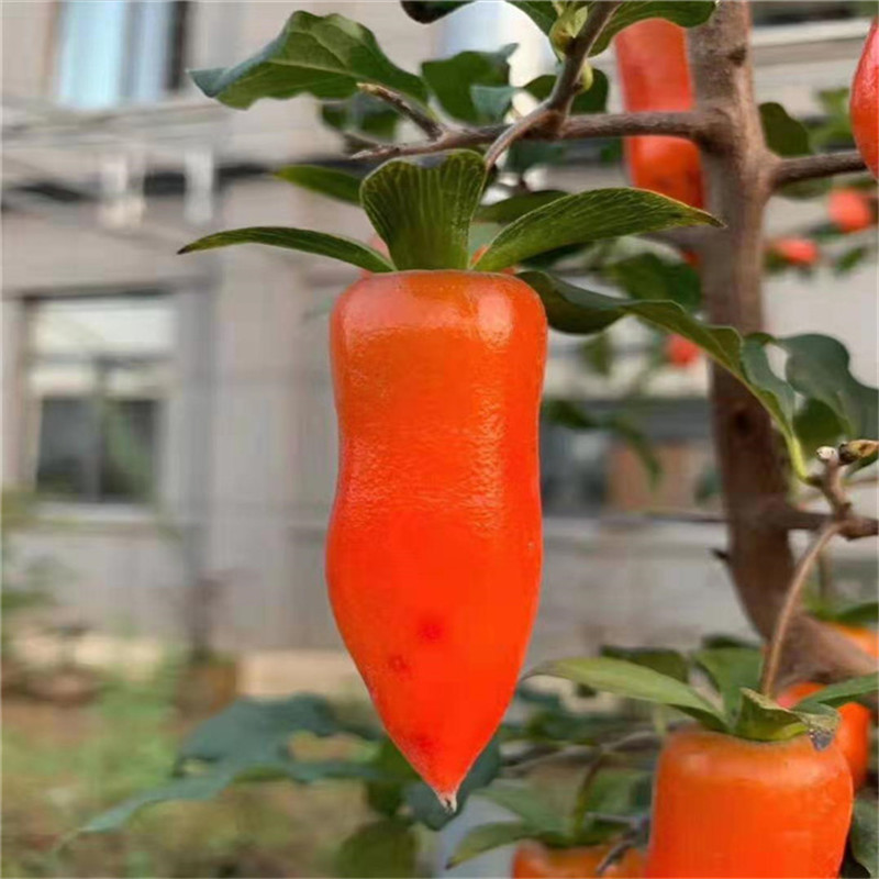 基地批发四川金弹子树苗别墅庭院绿植盆栽叮当子苗园林景观绿化苗