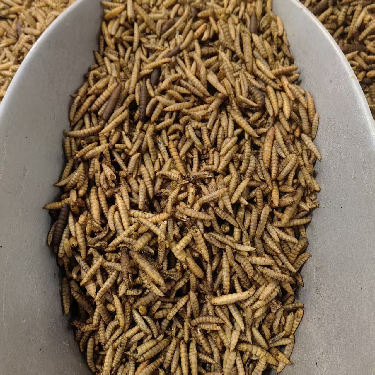 Wugu Chong Boneless Insect Dried Whole Herb 500g Guangxi Origin Traditional Chinese Herbal Ingredient key features