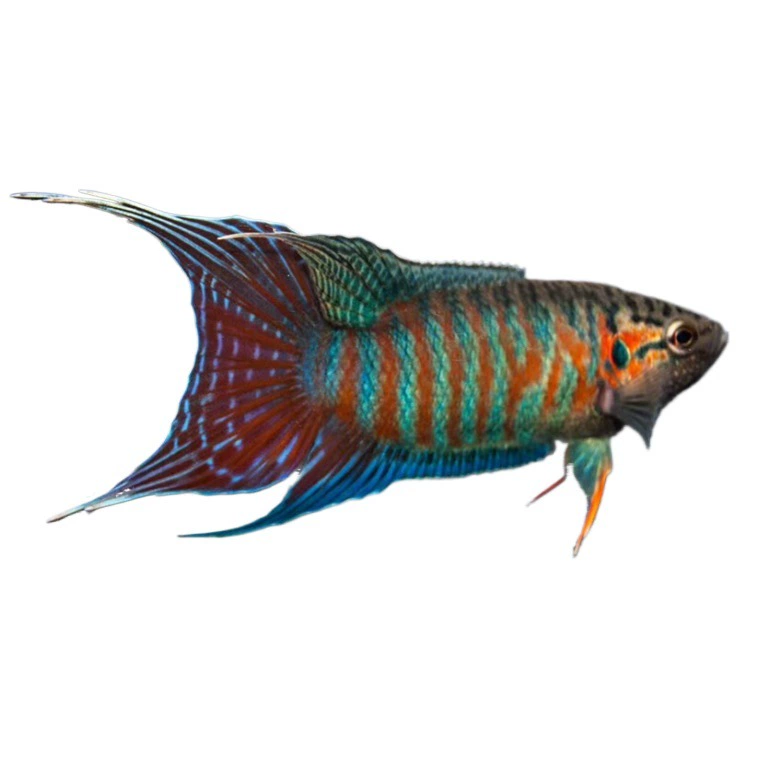 Живая петушка Betta (Jupulan) — декоративная бойцовая рыба, выносливая, размеры 2–8 см