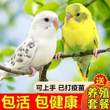 ��Ƥ�W�^�B���w���B�����B�����H�����r���Ì���С�B���S��羳