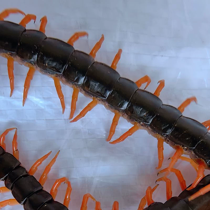 Дракон рыба живая пища цвет волос кормить многоножка живое насекомое повышение цвета декоративные рыбы петушиный бой Дрозд птица кормить Золотой Дракон рыба