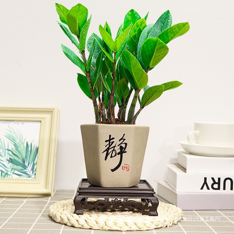 Money Tree Potted Green Plants Indoor Living Room Easy to Feed and Beautiful Four-Season Evergreen Ceramic Small Bonsai Money Tree Strings