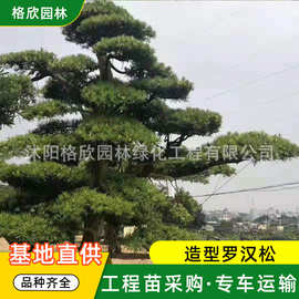 造型罗汉松树苗基地出售园林绿化工程五针松树景区风景黑松树苗