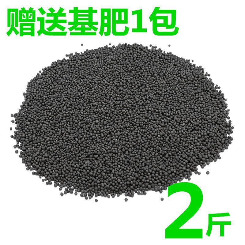 수생식물머드【1.0kg】강화정수버전 - 수생식물머드[종자없음] + 기초비료 단독구매