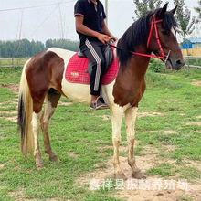 �����T���R���^���R�^�pС���R���� ���^�����^����܇�R