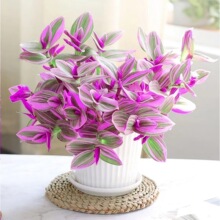 油画婚礼吊兰盆栽超好养观叶植物紫叶吊兰办公室绿植室内四季花卉