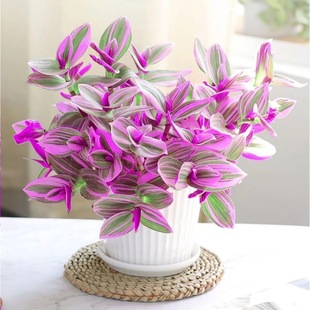 �ͮ���Y���m���Գ����B�^�~ֲ�����~���m�k���ҾGֲ�҃��ļ�����