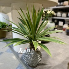 ���J�C���������m�Ҿ��J�C�[�Ż�ˇ��������k���Ҕ[�Ż�ˇ�[��