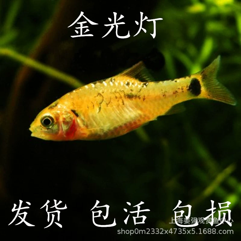 Золотая светлая рыбка золотая рыбка светлая Рыбка золотой слиток красный и зеленый светлая рыба маленькая рыба тропическая рыба декоративные рыбы живой пакет