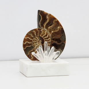 Modern simple creative natural fossil conch decoration living room wine cabinet bookcase TV cabinet soft decoration crafts decoration