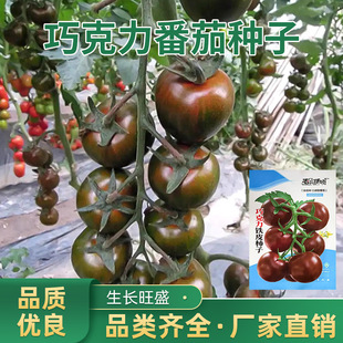 �M�ں�����1̖2̖�ڷ��ѷN�ә���С�����Ϻ�ɫ�}Ů���N�����l