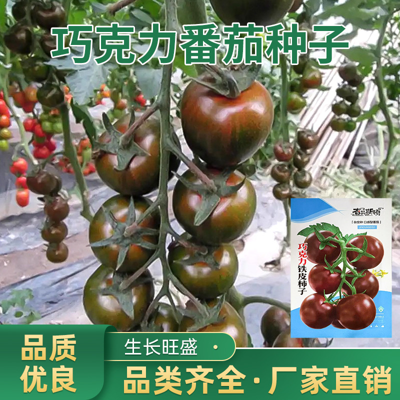 进口黑珍珠1号2号黑番茄种子樱桃小番茄紫黑色圣女果种子批发