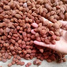 批发毛桃种子新采收毛桃核野毛桃种子桃树种子桃子种子山杏种子