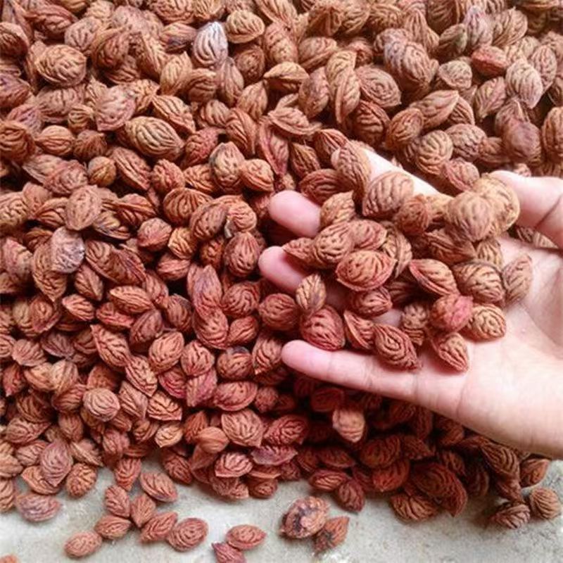 批发毛桃种子新采收毛桃核野毛桃种子桃树种子桃子种子山杏种子