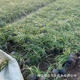 宿根花卉;一二年生花卉;灌木