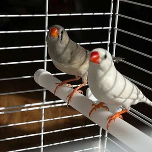 С�����B�����B���B�Ȍ����Bһ���ɷ�ֳʮ�����߲����B�^�p�����B