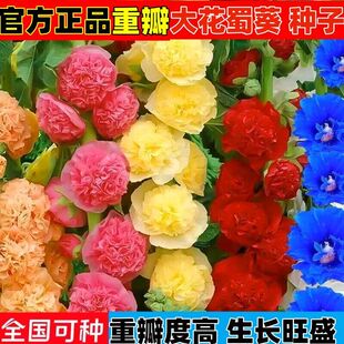 ��ɫ�ذ�������Nһ�ɼt�N������ͥԺ�̨�������ļ��׻������