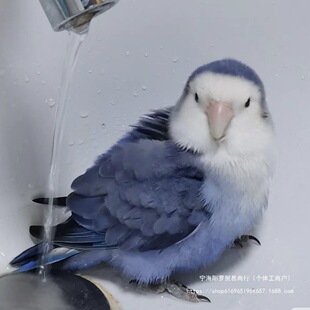 �����S��ĵ���W�^���B���B���ձ����_�m�G���fԒ�r�B���B�H�˽��