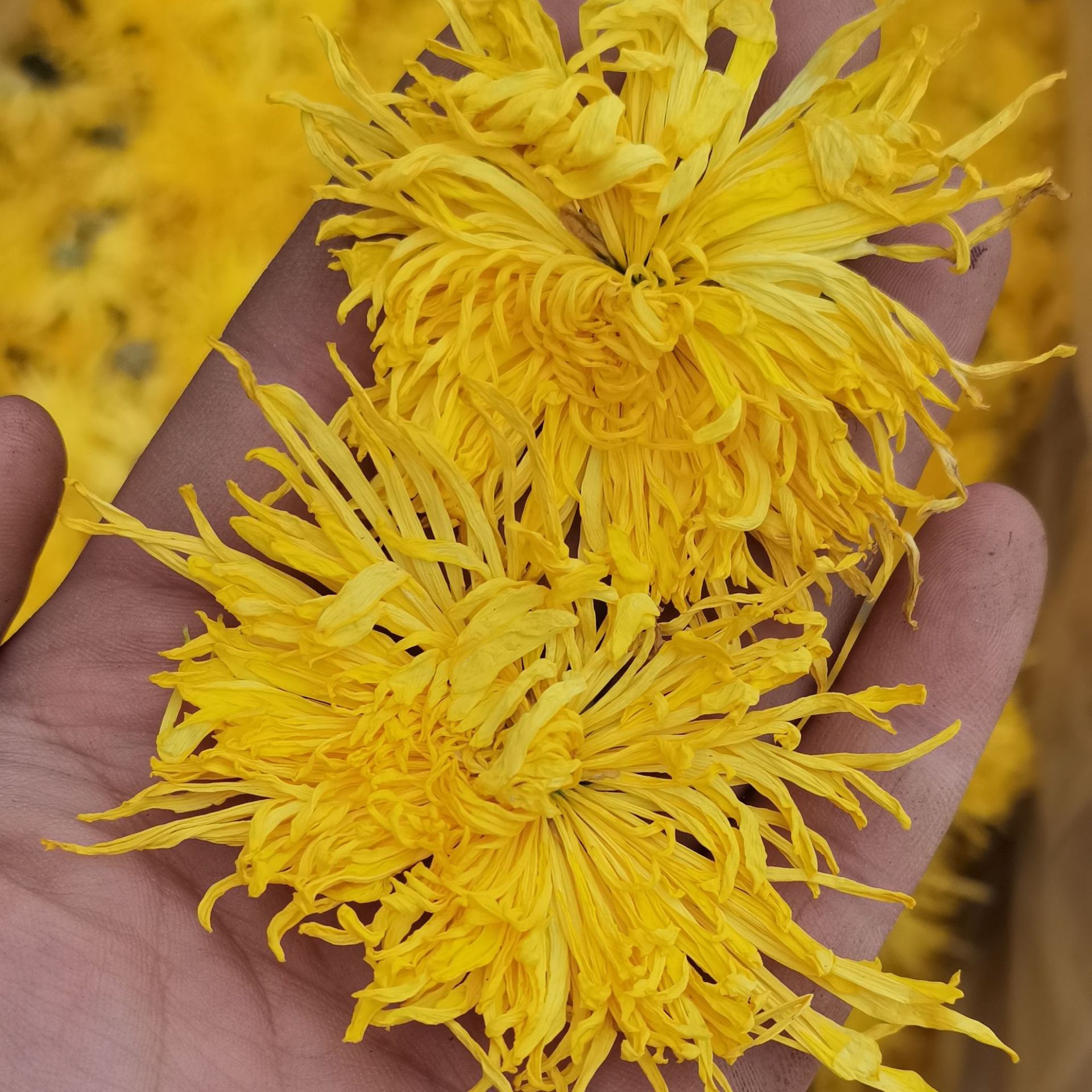 金絲皇菊散裝新貨 黃山七月菊 大朵黃菊花茶婺源皇菊金絲菊批發