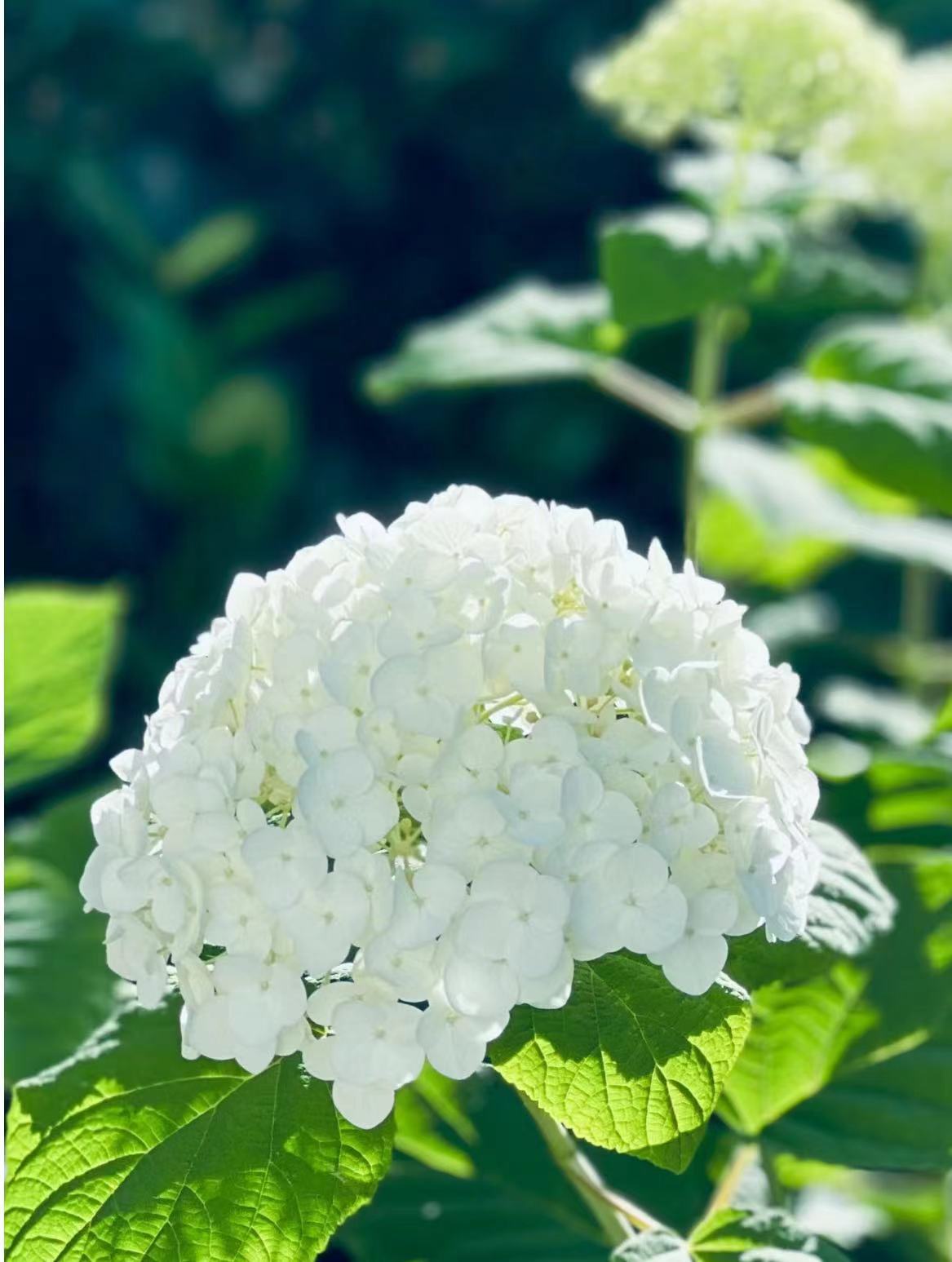 퓨어 화이트(무적 벨라 안나) 5 플러스 - 높이 1m 나무 프레임 ¥388.9 - 세면대 포함