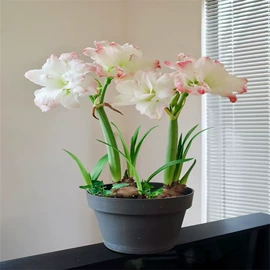 盆栽;灌木;种子