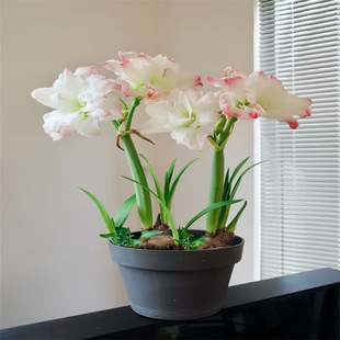 [Enter for Those Who Know the Goods] Amaryllis Bulbs Imported from the Netherlands, Double-Flowered Perennial Bulbs, Green Plants and Flower Pots
