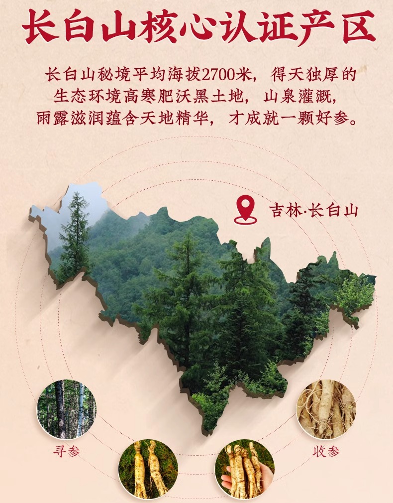 American Ginseng Slices Xi Yang Shen 40g Jar Whole Root Slices for Tea and Daily Wellness quality and texture