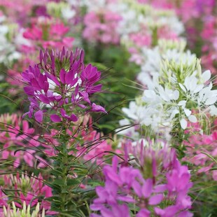 Butterfly Flower Seeds for Year-Round Planting, Blooming Indoors and Outdoors, Suitable for Balconies, Gardens, and Landscape Landscaping, Home Gardening