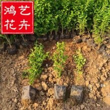 ˮ�D�I�B����G�h����~���~ˮϞ������Aֲˮ�D���G�h��ˮ�D��