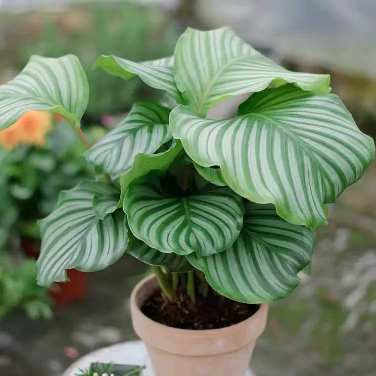 Калатея зеленое яблоко, калатея павлин, кошачий глаз с зелеными листьями, красивый цветок калатеи с двойной линией, маленькое горшечное растение, комнатное вечнозеленое растение круглый год.