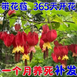 ���\�� ���Ԏ������ͺ������L��ļ������̨ͥԺ����ֲ���͟�