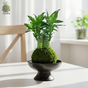 Attract Wealth and Prosperity Bamboo Moss Ball Indoor Office Air Purification Moss Jade Plant Transfer Bamboo Hydroponic Green Plant Potted Plant