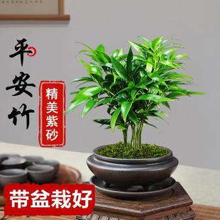 Peace Bamboo Bonsai Indoor Living Room Fragrant Longevity Bamboo Potted Plant Purifies the Air All Year Round Evergreen Mosquito Repellent Green Plant